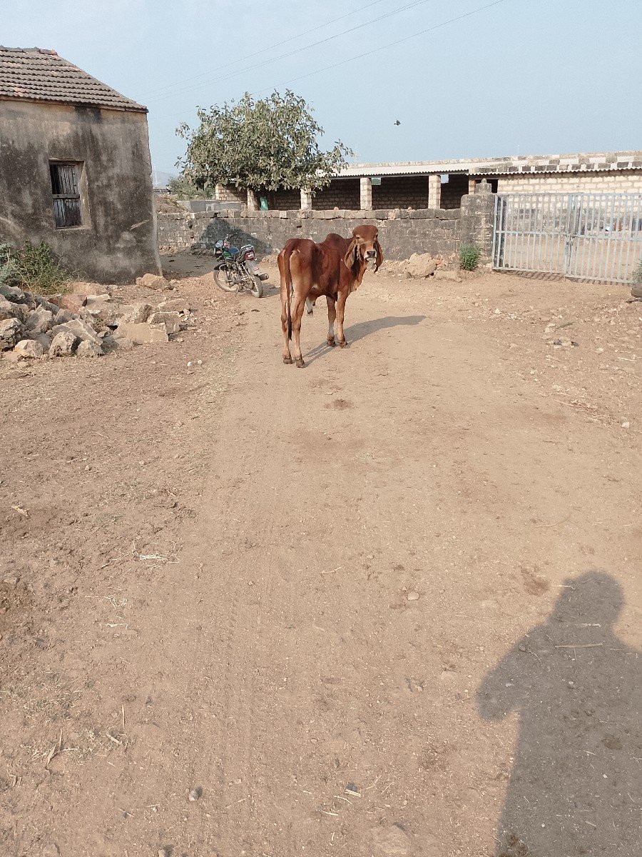 ખોટીઓ વેચવાનો છે