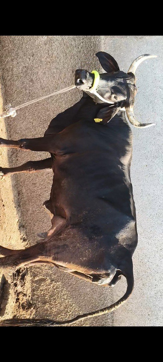 હોળકી વેચવાની છે