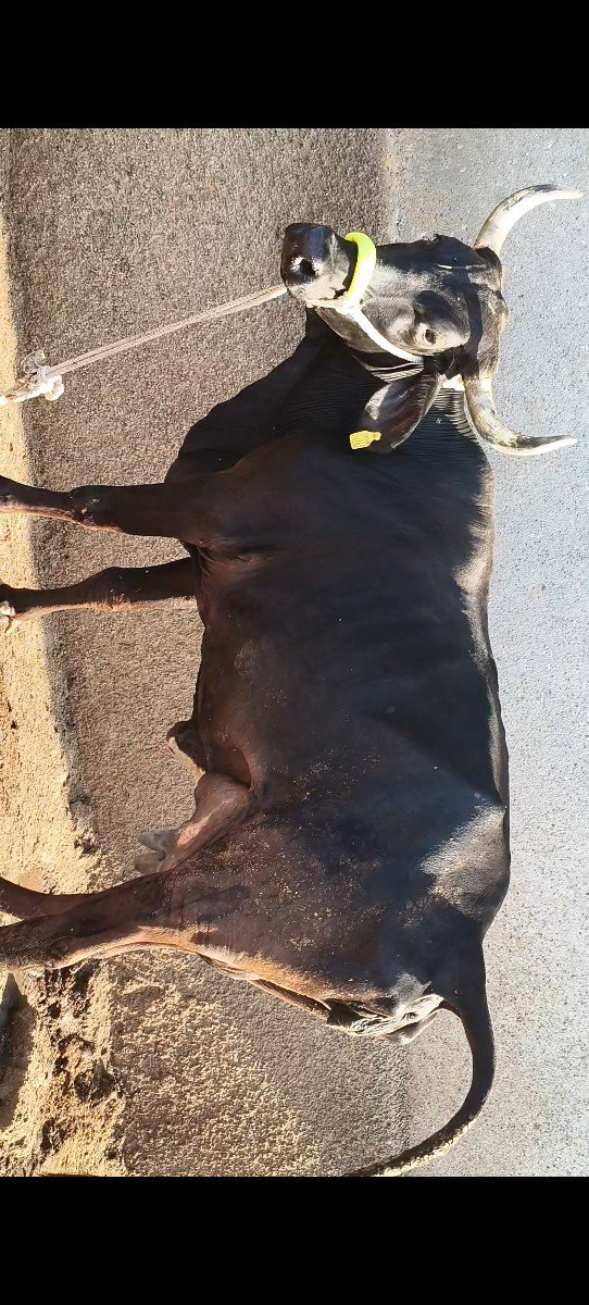 હોળકી વેચવાની છે
