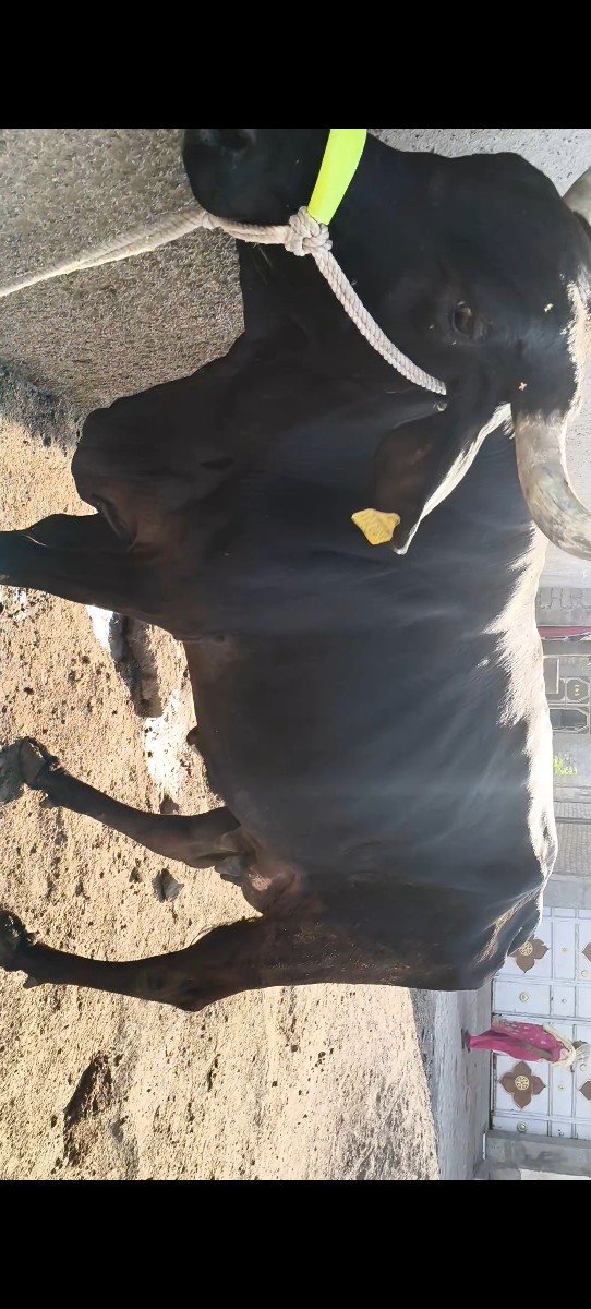હોળકી વેચવાની છે