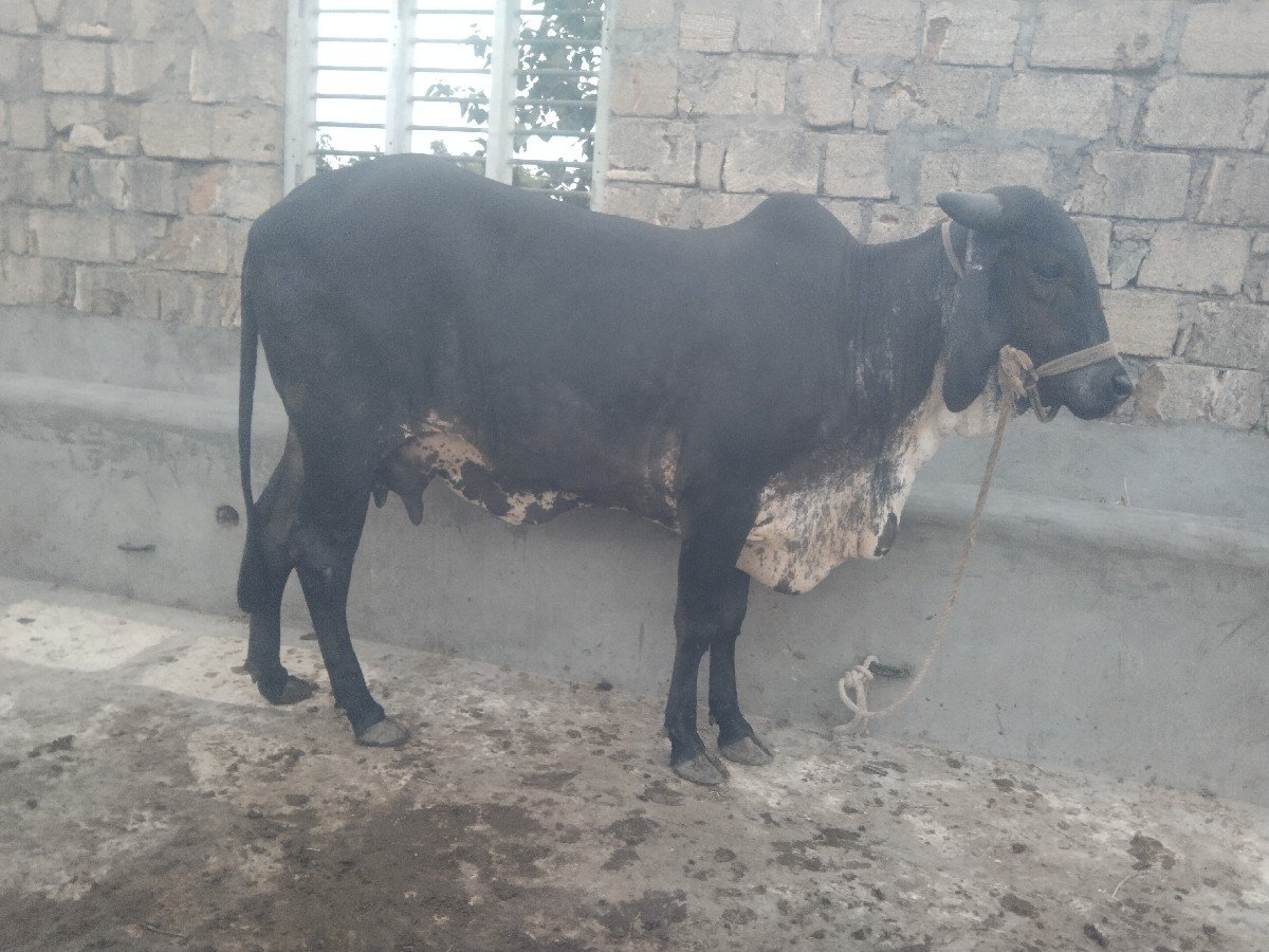 પેલું વેતર વિયાણી છે 10 12 દિવસ થય