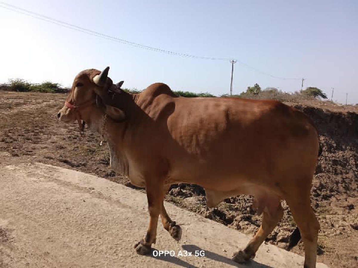 ગાય વેચવાની છે
