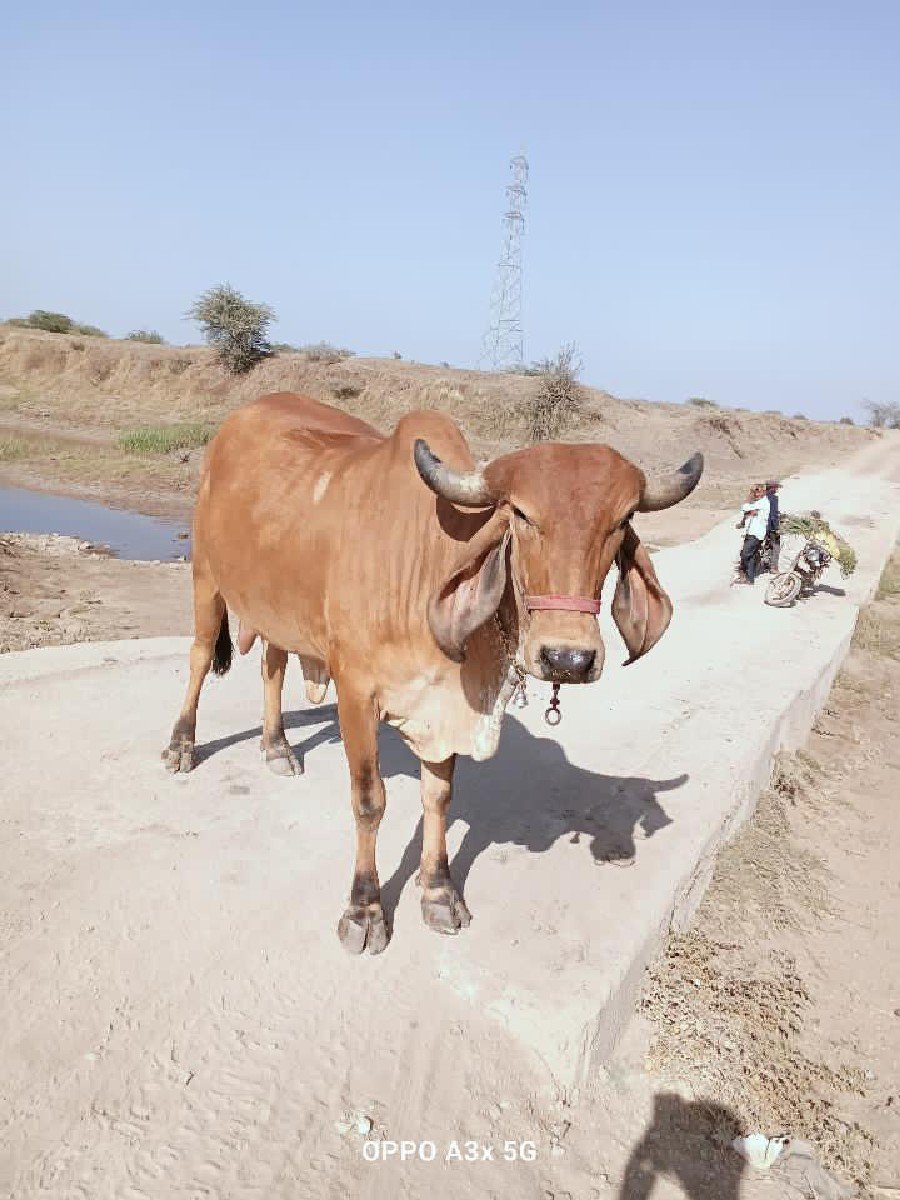 ગાય વેચવાની છે