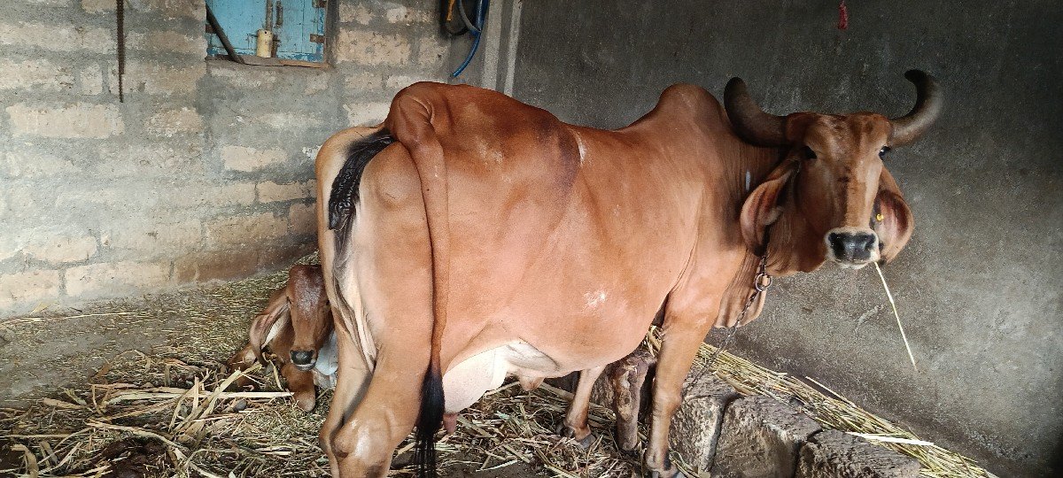 4 વેતર