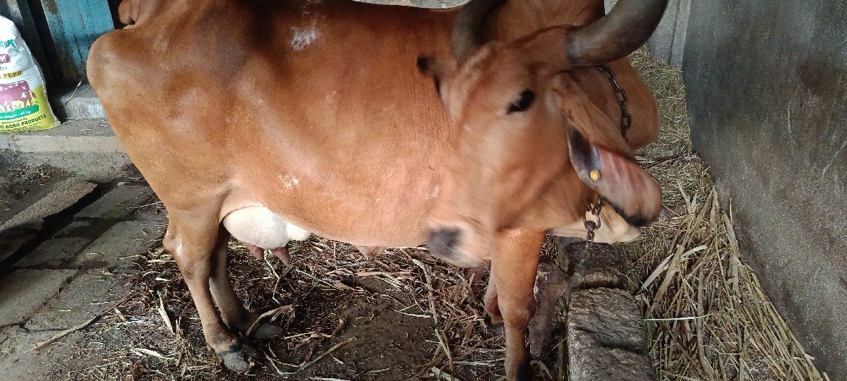 4 વેતર
