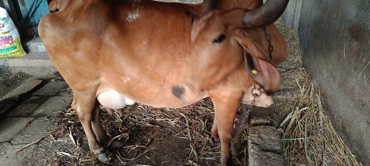 4 વેતર