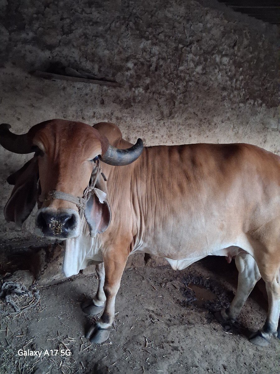 ગાય વેચવાની છે