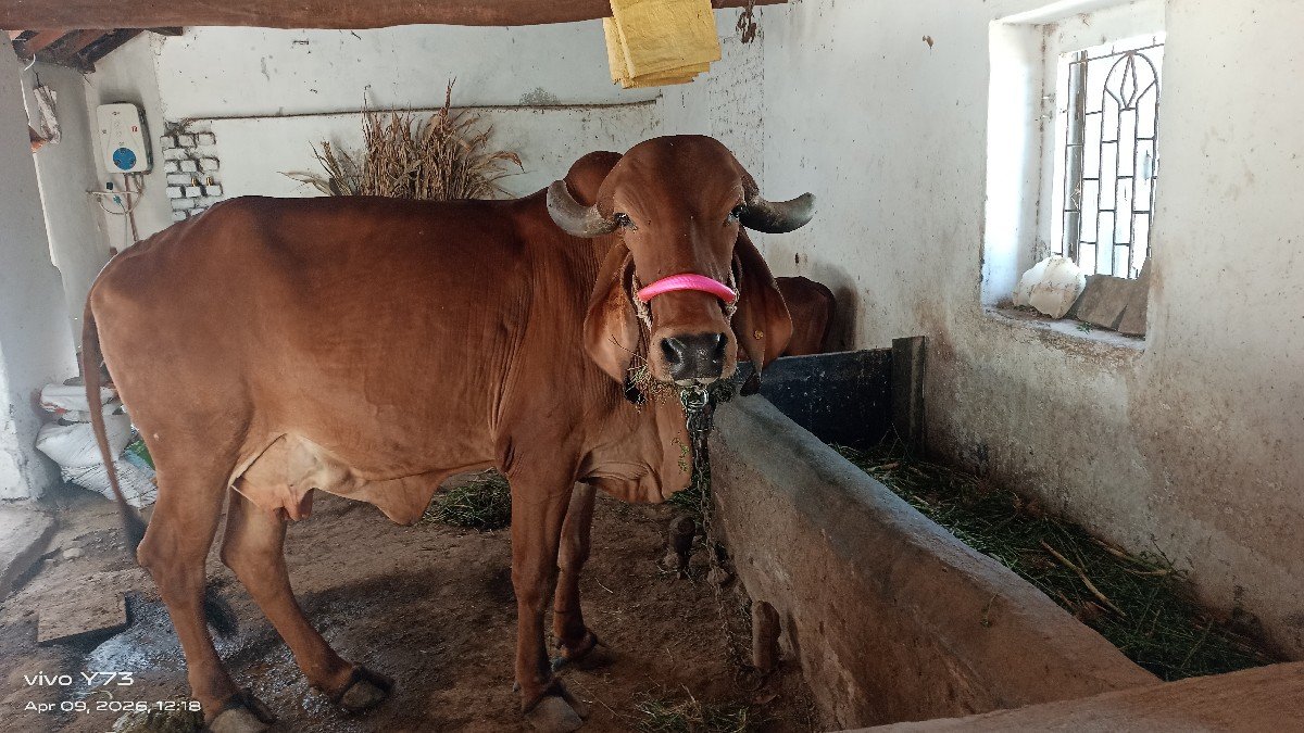 ગાય વેચવાની છે