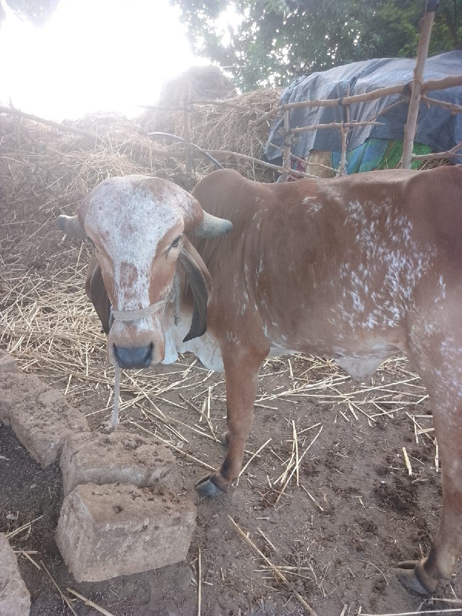 ગાય વેચવાની છે