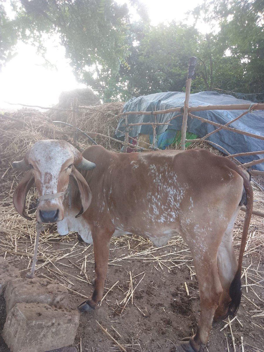 ગાય વેચવાની છે