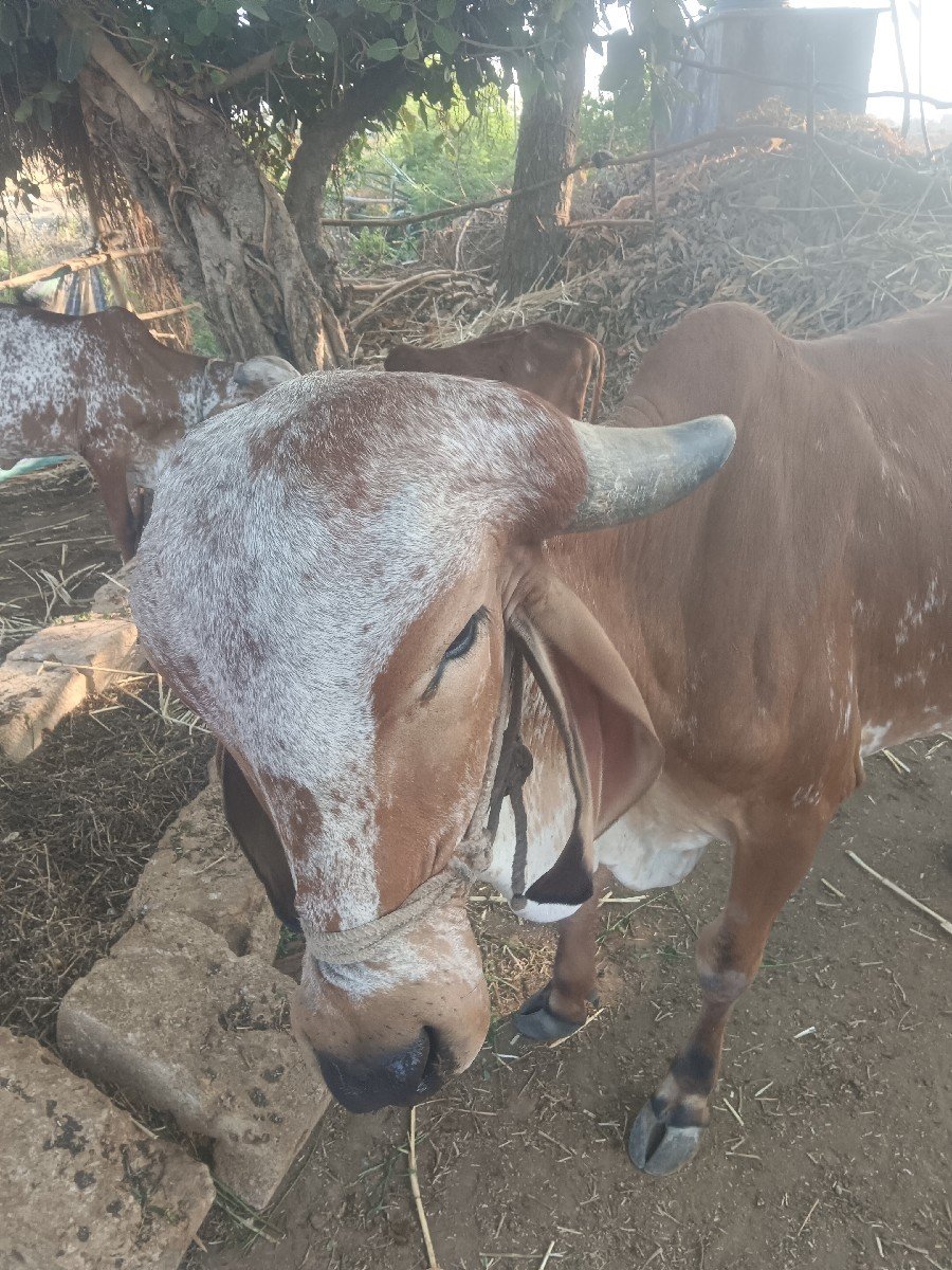 ગાય વેચવાની છે
