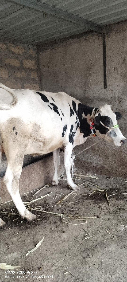 કોટડા પીઠા રાજુભાઈ