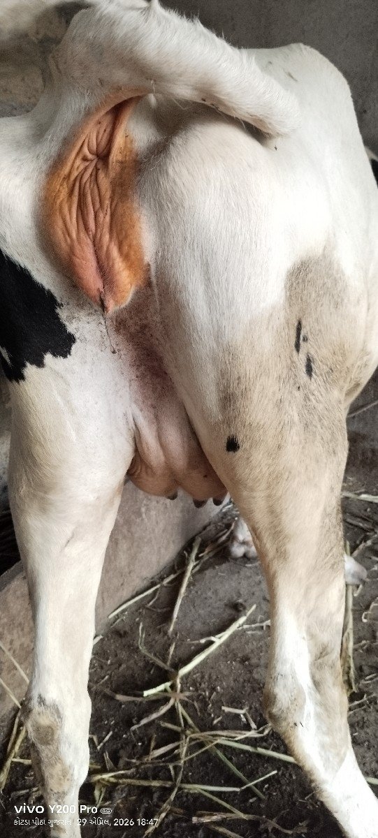 કોટડા પીઠા રાજુભાઈ
