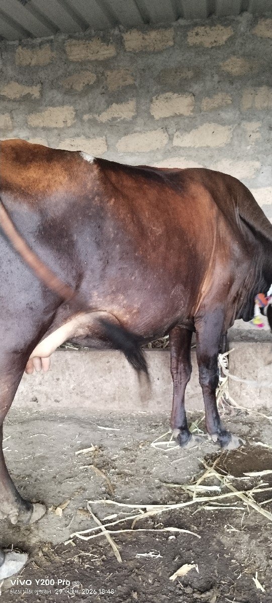 કોટડા પીઠા રાજુભાઈ