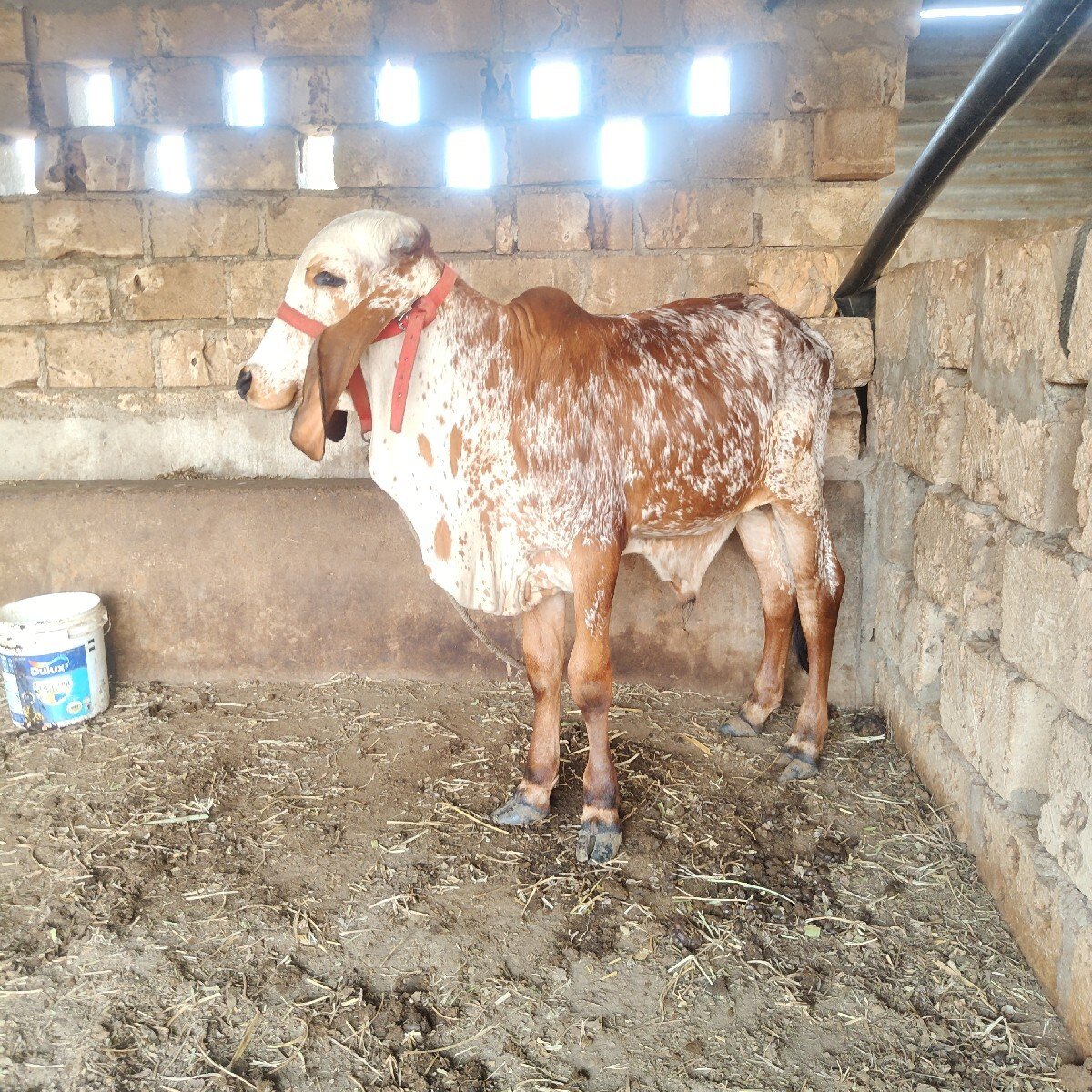 અસલ ગીર વાચડો વેચાવાનો સે .