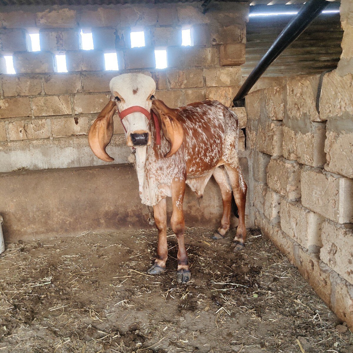 અસલ ગીર વાચડો વેચાવાનો સે .