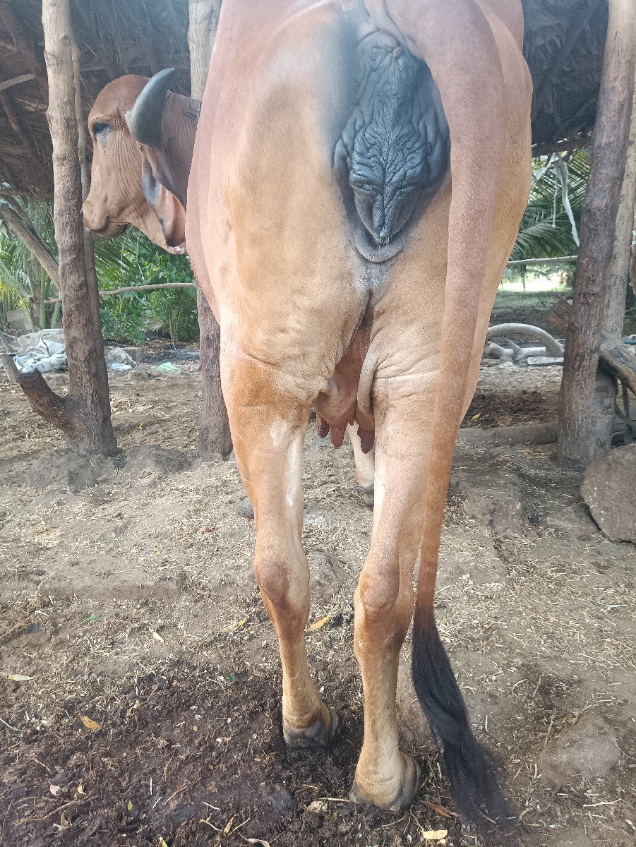 ગાય વેચવાની છે