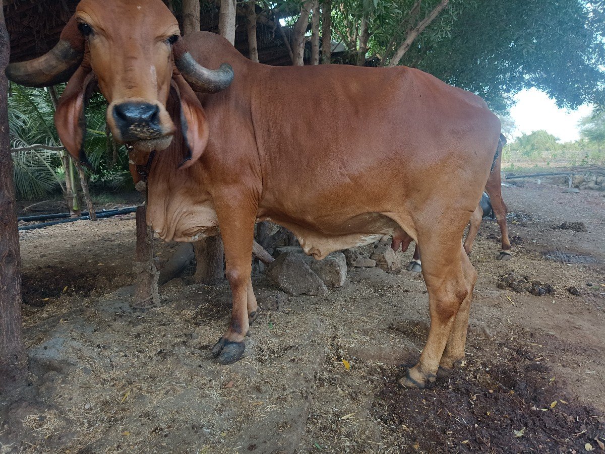 ગાય વેચવાની છે
