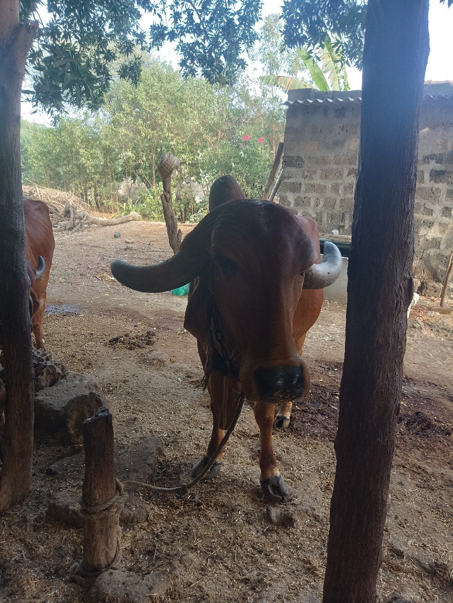 ગાય વેચવાની છે