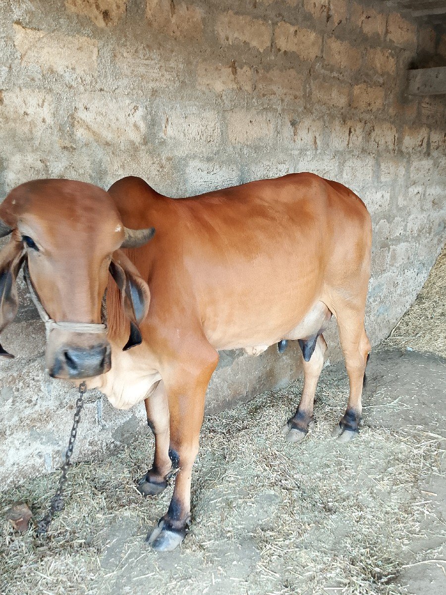 ગીર ગાય વેચવાની છે