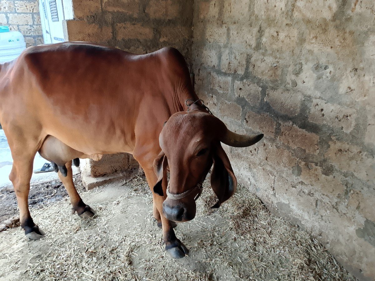 ગીર ગાય વેચવાની છે