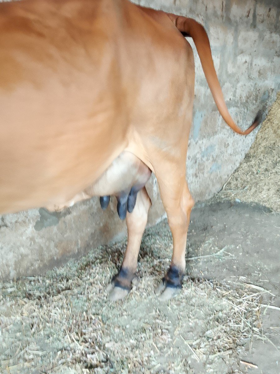 ગીર ગાય વેચવાની છે
