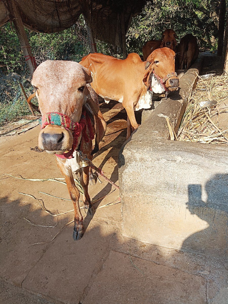 ઞીર વાછડીઓ આપવાની છે