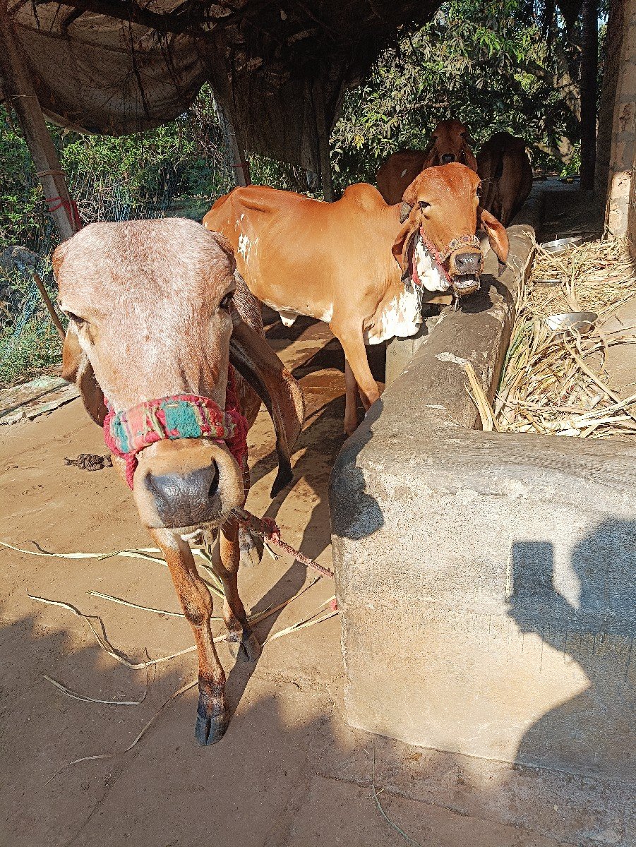 ઞીર વાછડીઓ આપવાની છે
