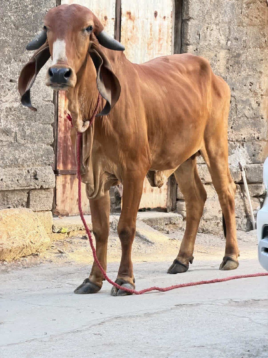 ઓરીજનલ ગીર વાછડી વેચવાની છે