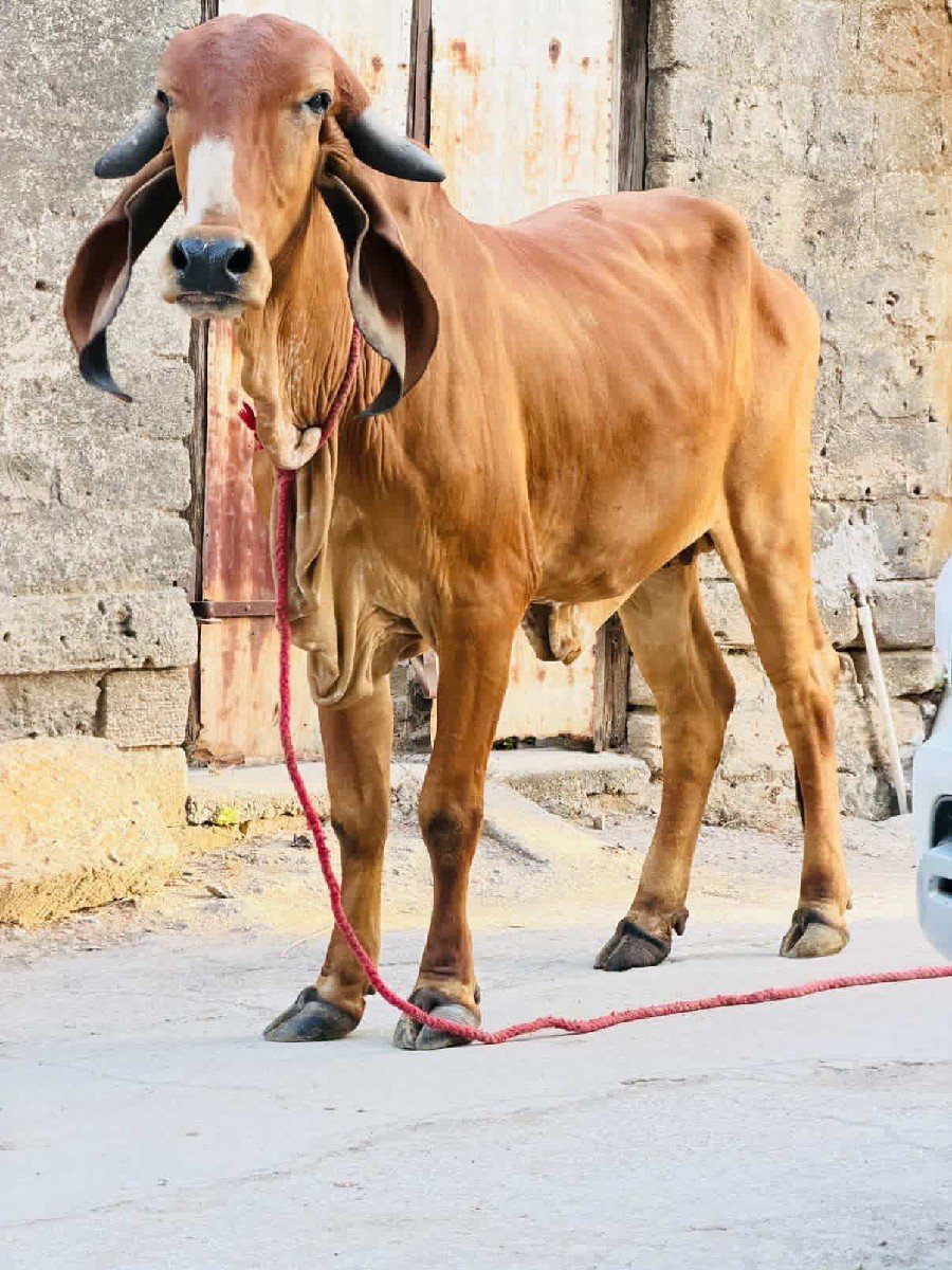 ઓરીજનલ ગીર વાછડી વેચવાની છે