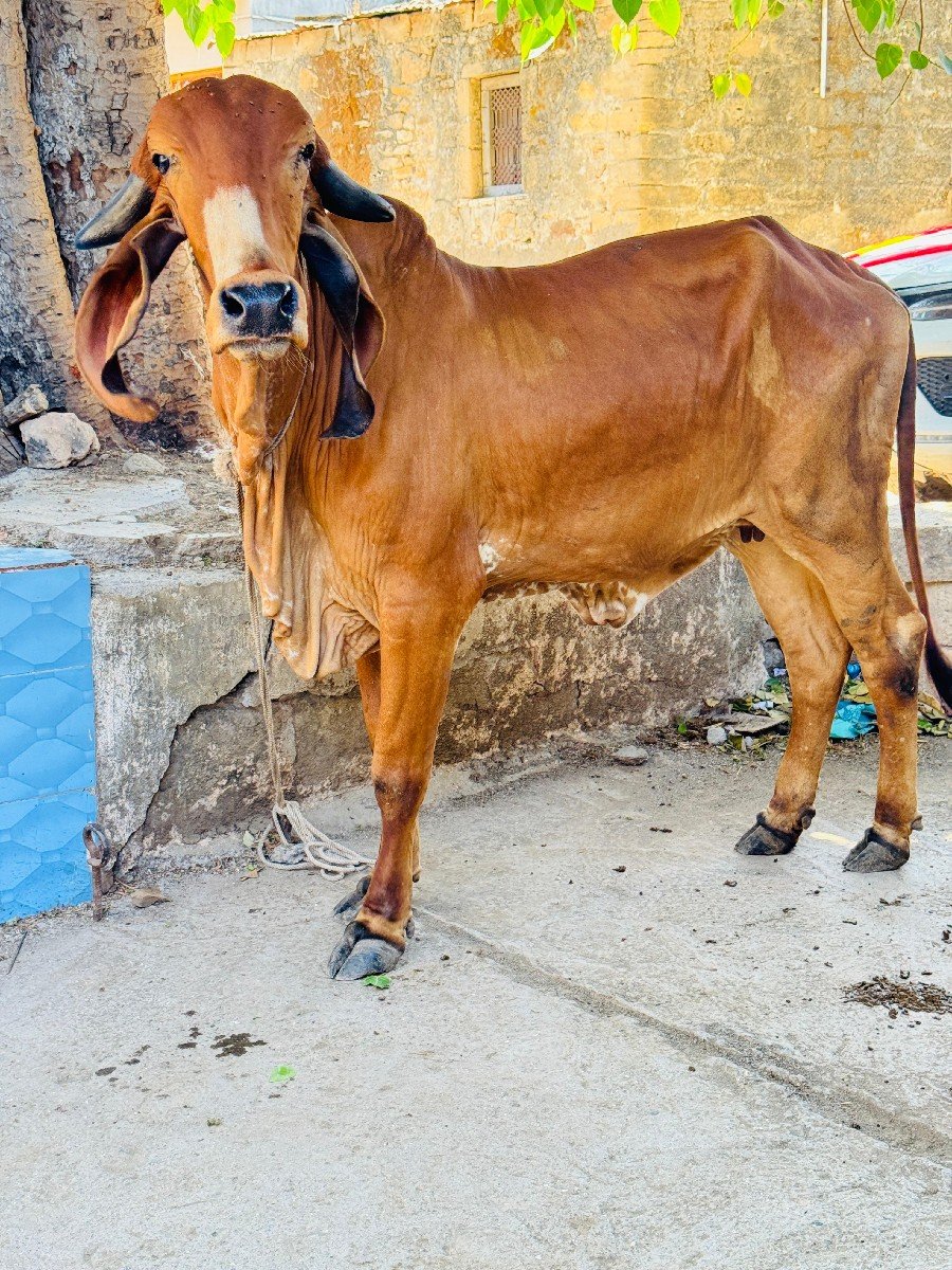 ઓરીજનલ ગીર વાછડી વેચવાની છે
