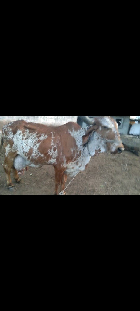 ગીર પાસર ગાય વેશવાની સે