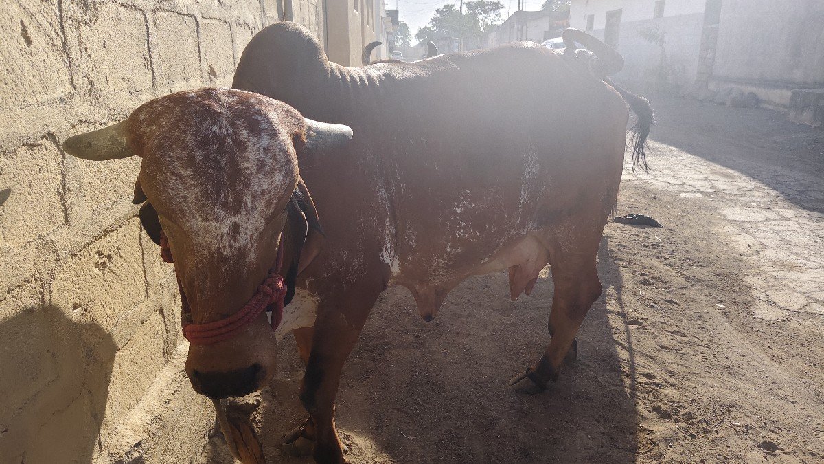 ગાય વેચવાની છે