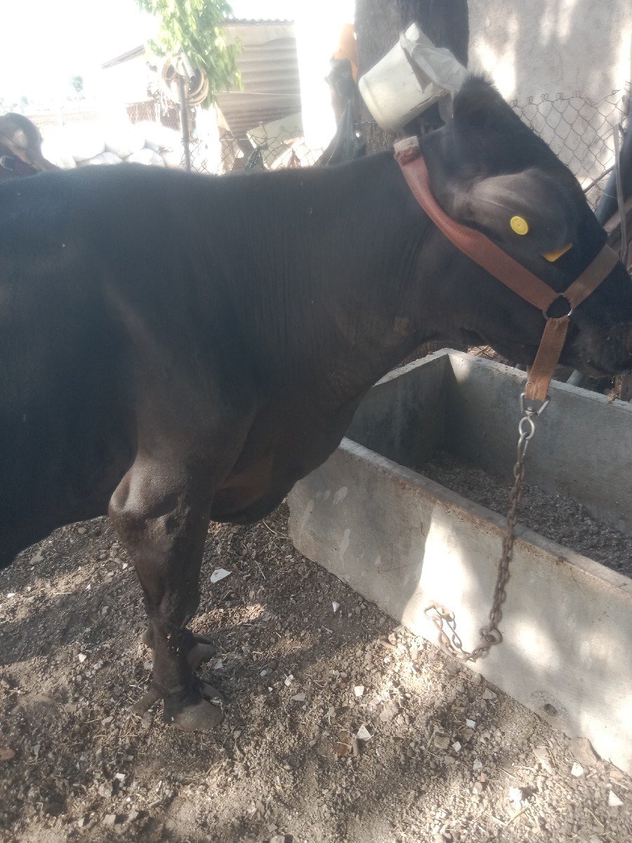 જર્સી ગાય વેચવાની છે