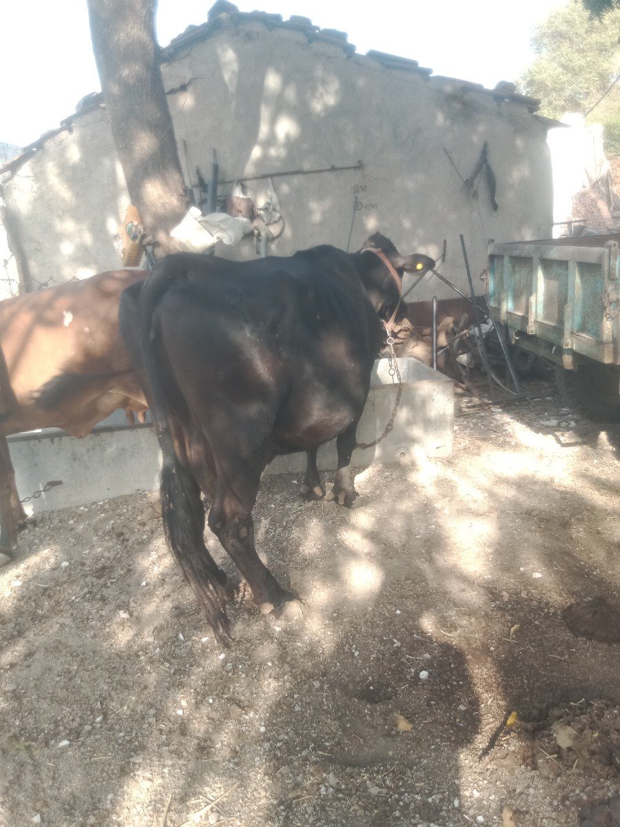 જર્સી ગાય વેચવાની છે