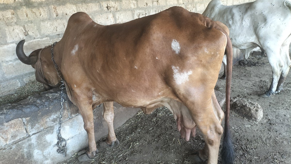 ગીર ગાય વેચવાની છે