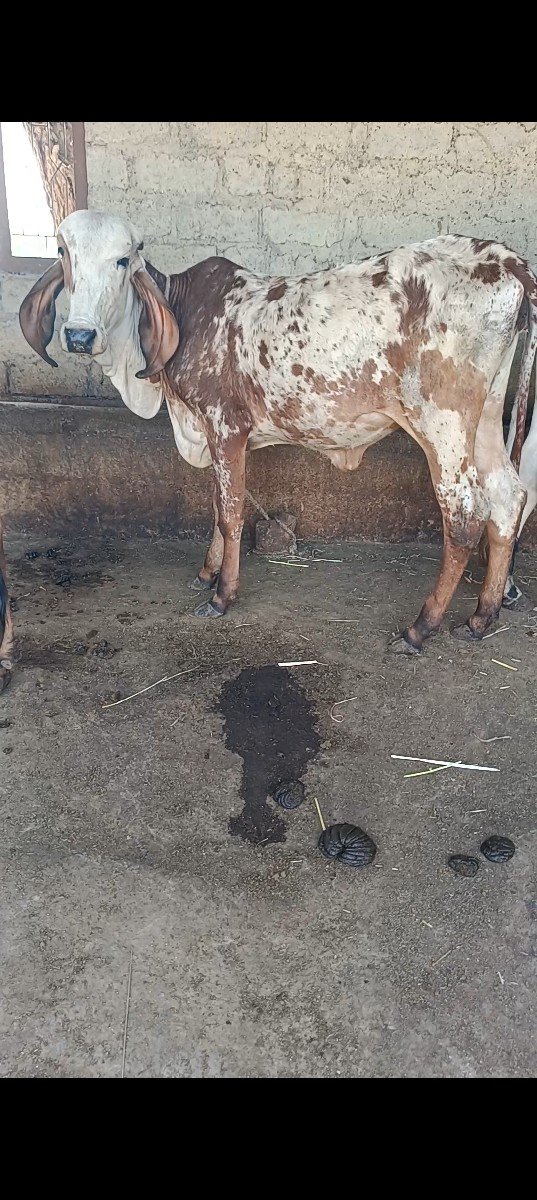 વાછડી વેચવાની છે
