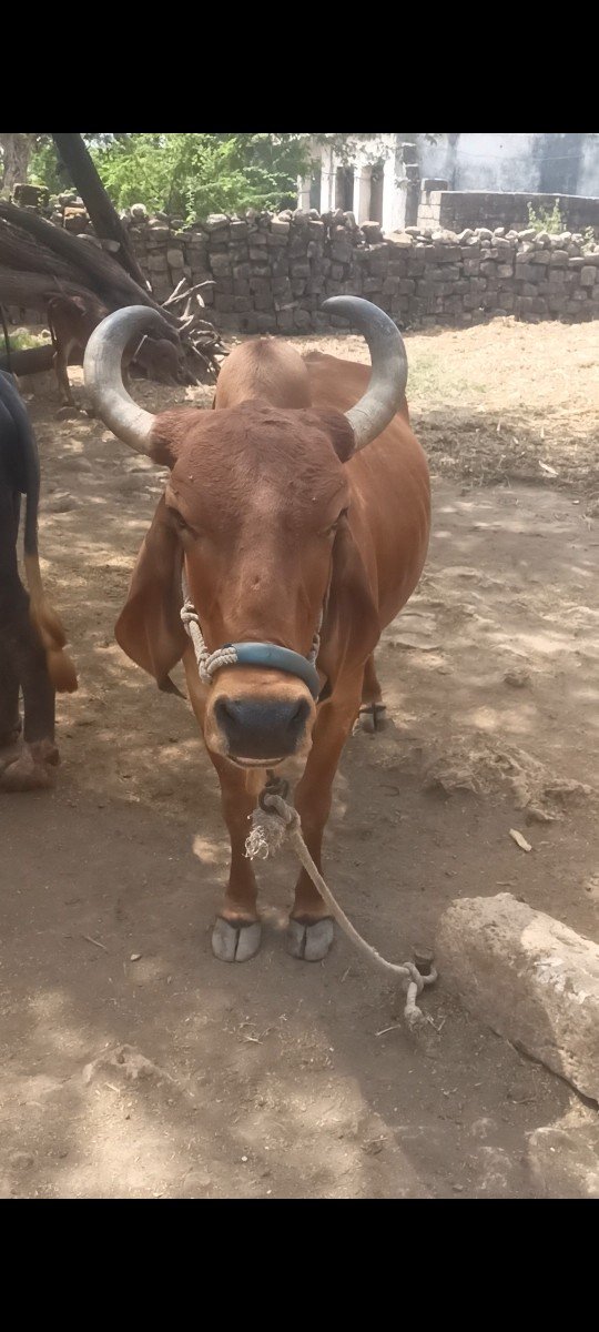 ત્રીજુ. શેરને. છે