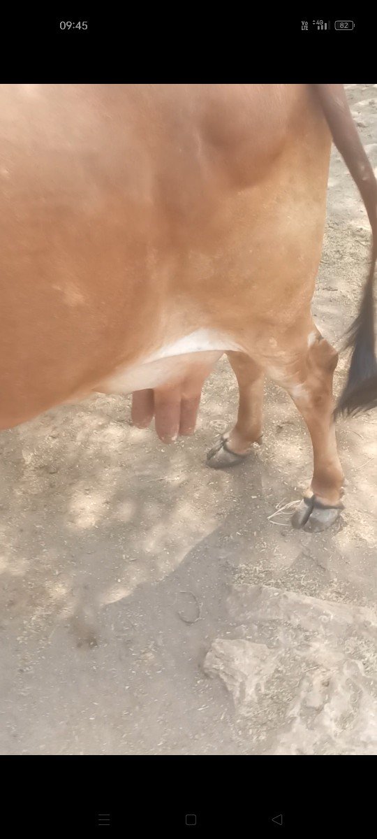 ત્રીજુ. શેરને. છે