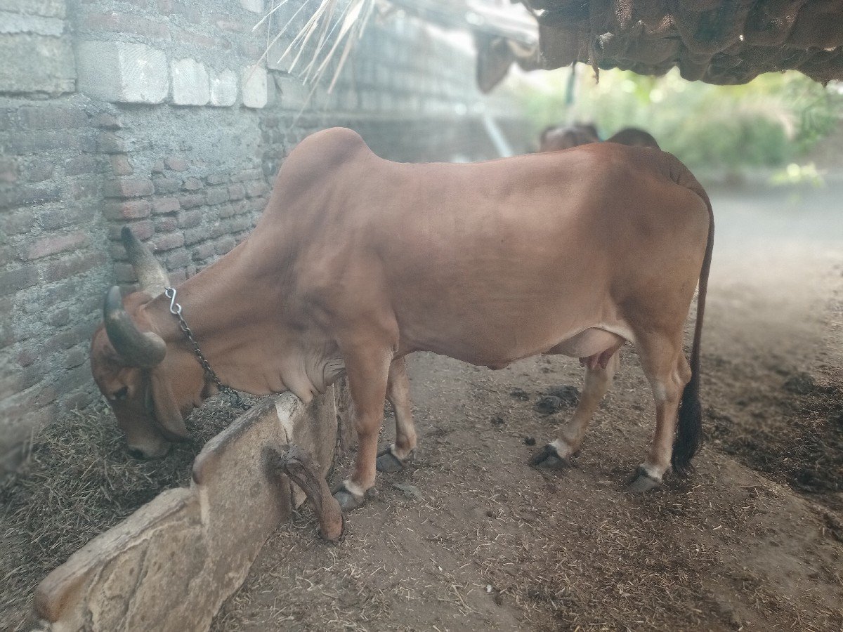 ગાય વેચવાની છે