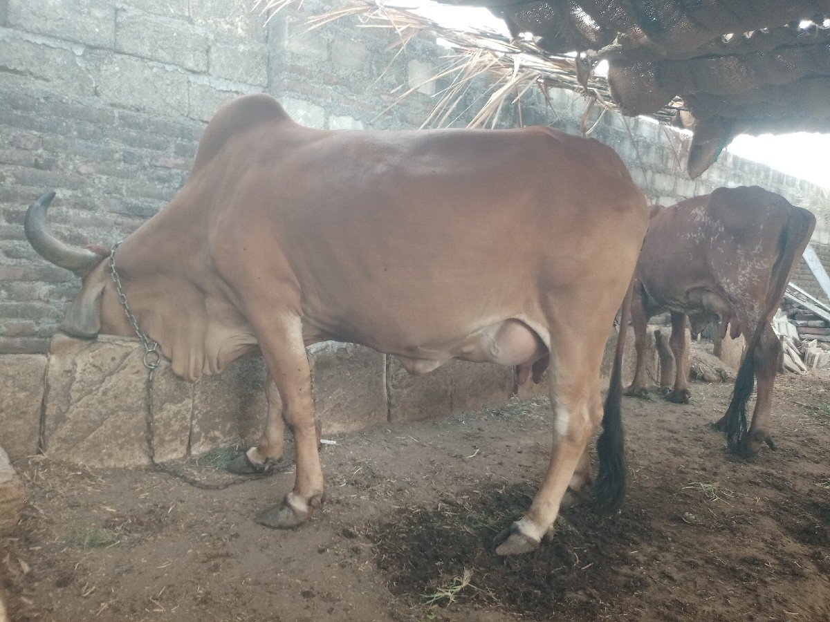 ગાય વેચવાની છે