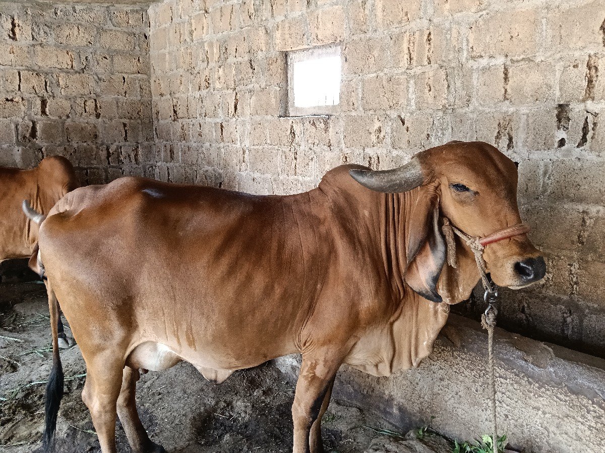 ગાય વેચવાની છે