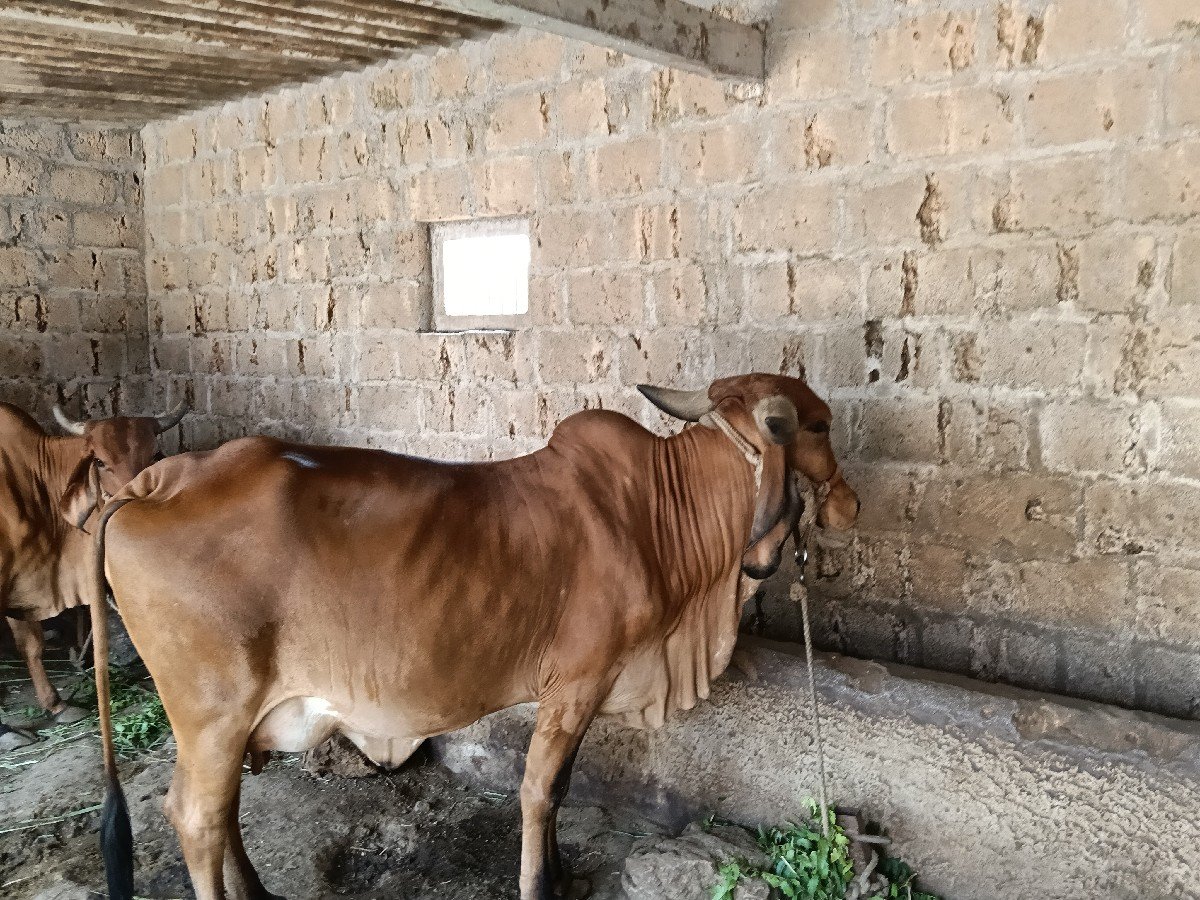 ગાય વેચવાની છે