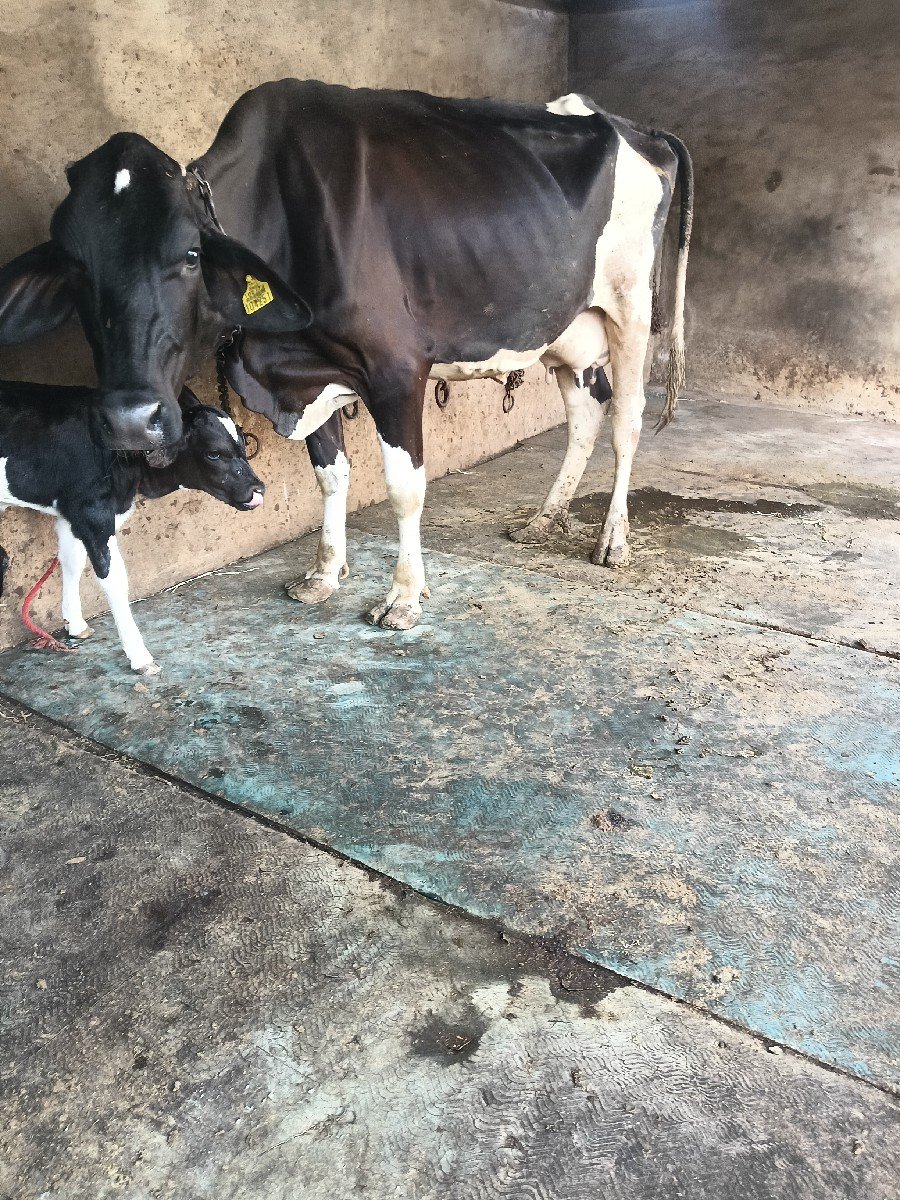 ગાય વેચવાની છે