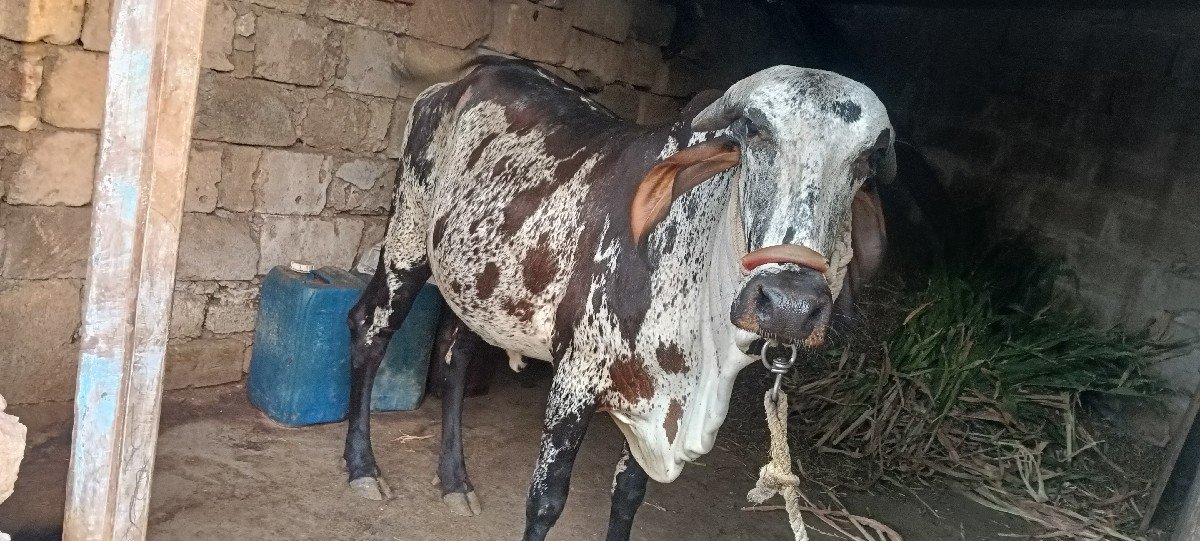 ગીર ગાય વેચવાની છે
