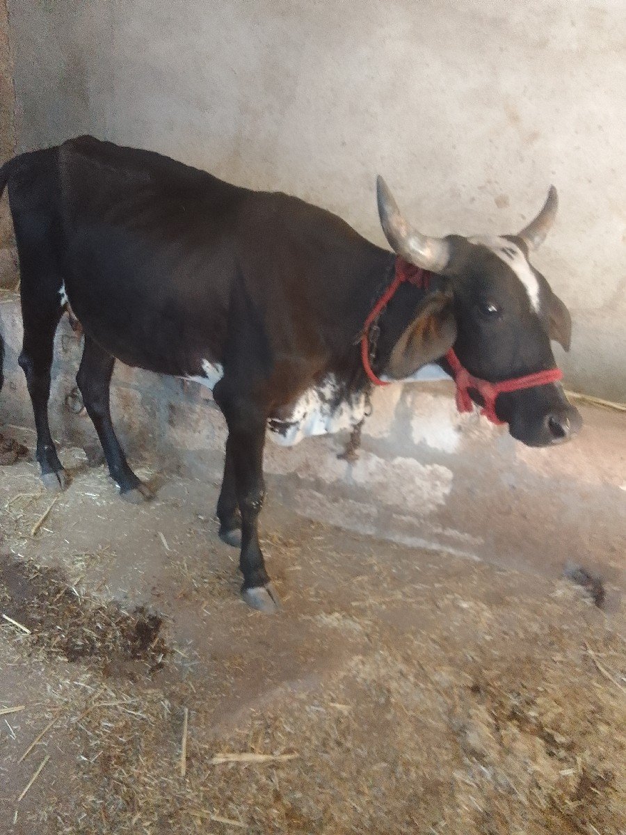 જર્સી ગાય વેચવાની છે