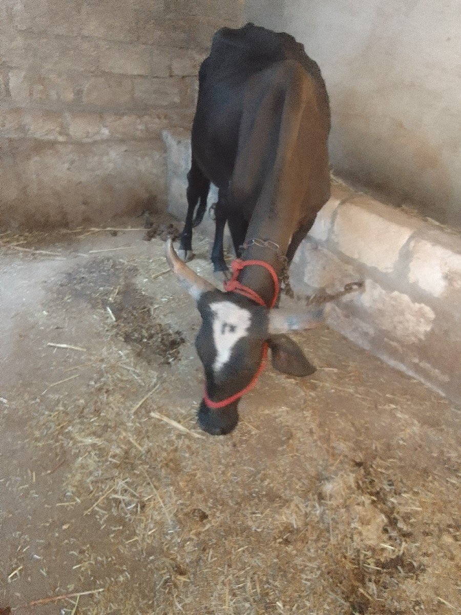 જર્સી ગાય વેચવાની છે