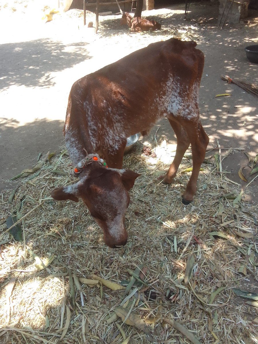 જર્સી ગાય વેચવાની છે