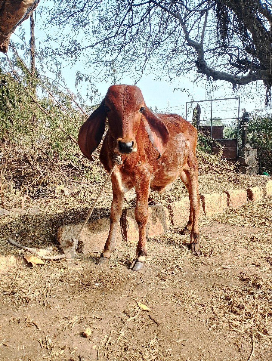 ગાય વેચવાની છે