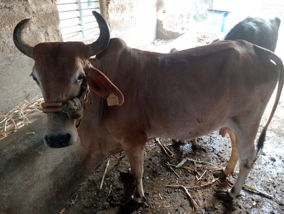 ગાય વેચવાની છે